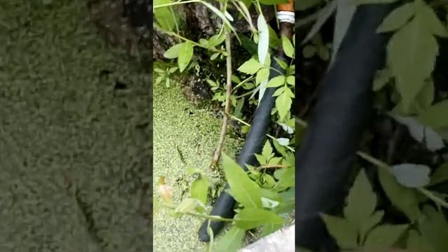 Скиммер (очистка поверхности воды) своими руками. Отличное удобрение на грядки смотреть онлайн