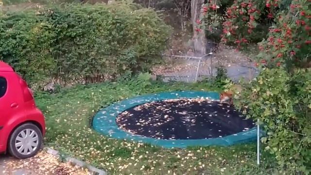 Лиса и батут смотреть онлайн