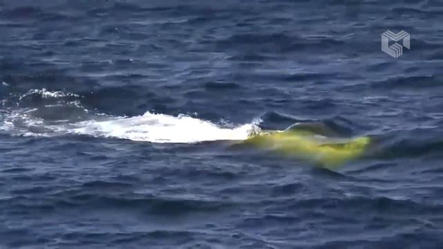 Navy’s Robotic Orca Submarine Could Be A Gamechanger In The Pacific смотреть онлайн