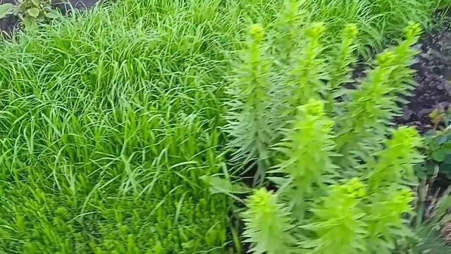 Цветут розы Поль Ноэль и Мария Матильда. смотреть онлайн