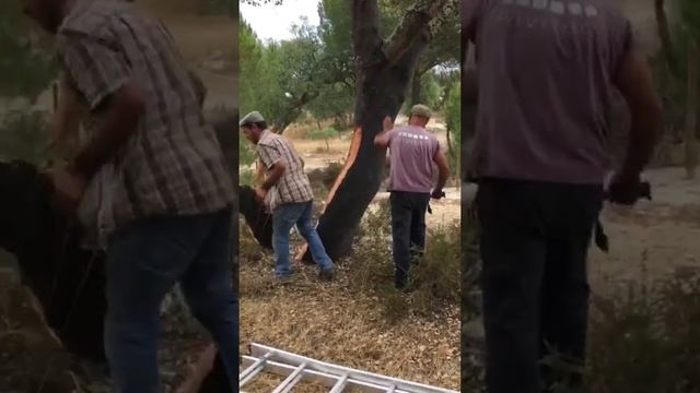 Как снимают кору с пробкового дерева на заводе Amorim смотреть онлайн