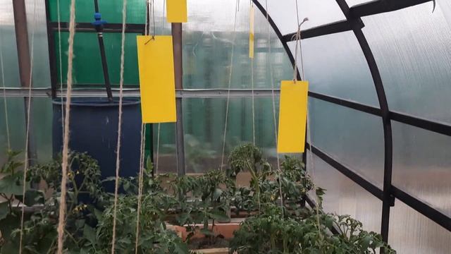 Забудьте о БЕЛОКРЫЛКЕ на своём участке!!! Лёгкое решение проблемы с белокрылкой. смотреть онлайн