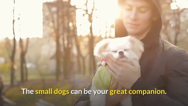 Ranking of the Smallest Dogs in the World | The Red Book | Animal Trivia смотреть онлайн