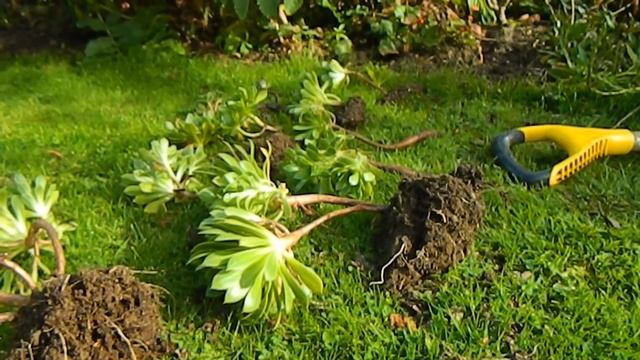 Ridiculously Easy Aeonium Propagation & Echium Update смотреть онлайн
