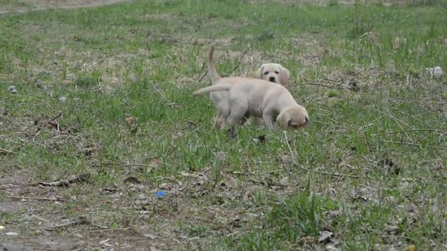 ЖЕНУАРИЯ и ЖАМИЛЬЕНА из Серебристой Гавани