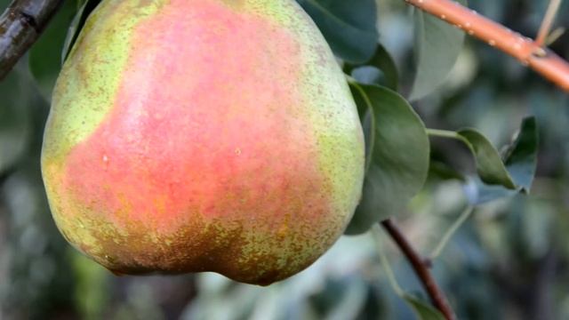 Сорт груши осенней Красивая (Вродлыва) смотреть онлайн