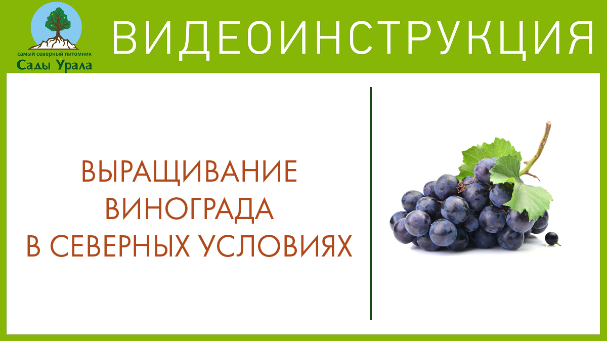 Виноград в Северных условиях это реально! смотреть онлайн