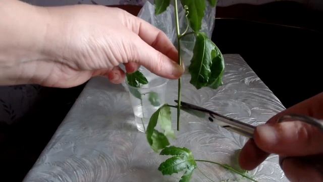 Пассифлора выращивание в домашних условиях: весенняя обрезка и укоренение черенков в воде.Часть 1-я смотреть онлайн