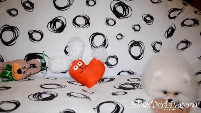 У этого малыша энергия бьет ключом ... Ты будешь удивлен! Очень забавный щенок шпица! смотреть онлайн