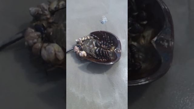 Limulus polyphemus at Long Beach смотреть онлайн
