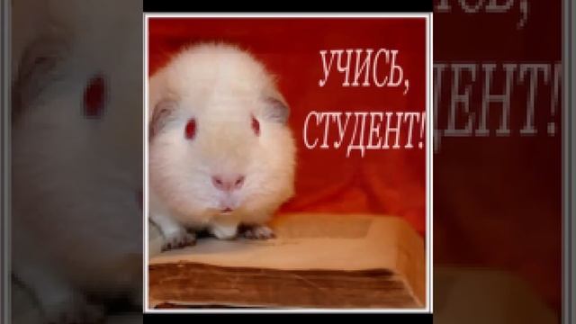 День Студента! Учись студент! смотреть онлайн