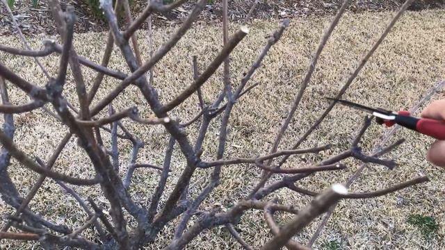 How to Prune Hydrangea Paniculata "Limelight" смотреть онлайн