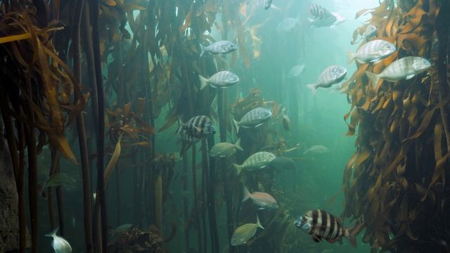 Музыка Loc-Dog - Глубина смотреть онлайн