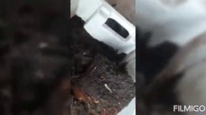 097 Пересадка инжира весной.