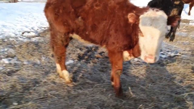 Герефорд пародасын алдық смотреть онлайн