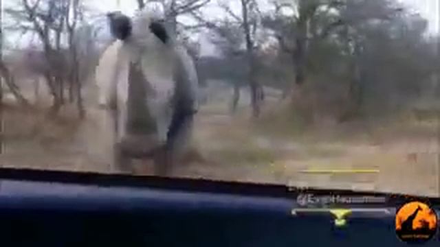 Носорог атакует автомобиль!!!!! смотреть онлайн