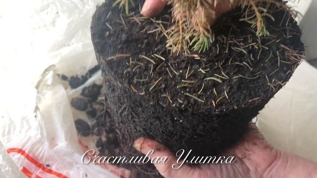 ЕЛОЧКА ЗАСЫХАЕТ // Елочка Picea glauca Conica // Пицея глаука Коника смотреть онлайн
