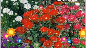 Астра китайская Серенада смесь расцветок. Обзор callistephus chinensis Серенада смесь расцветок