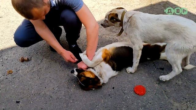 ШОК! Живодеры издеваются над  животными!