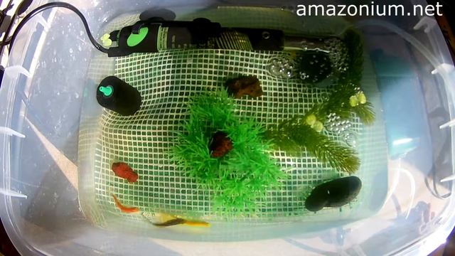 Данио-рерио гло, нерест на нашей кухне! смотреть онлайн