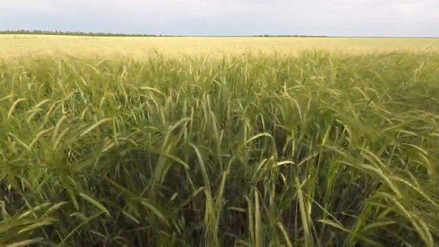 Musique douce pour méditer - Champs à perte de vue, horizon, ciel смотреть онлайн