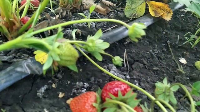 Обзор сорт ДАРСЕЛЕКТ (ФРАНЦУЗ, НСД) смотреть онлайн