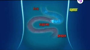 Аципол 2015 реклама