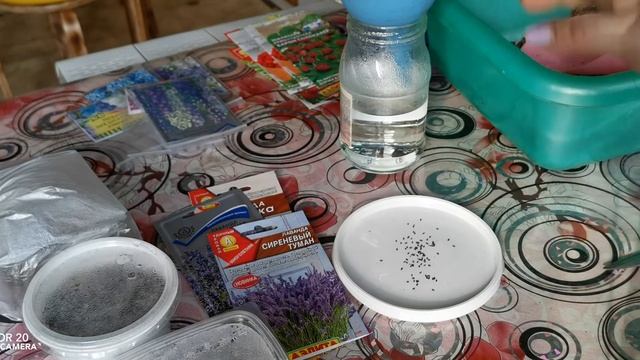 Стратификация и посев дельфиниума, лаванды и земляники!!! смотреть онлайн