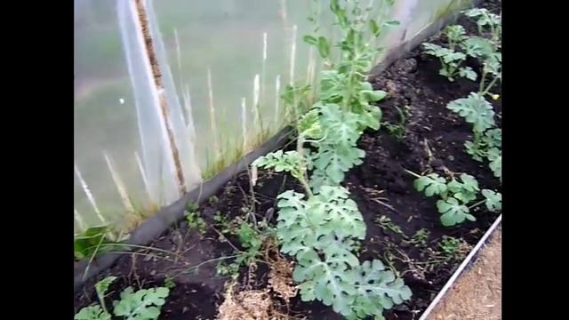 Арбузы выращивание.Арбузы в теплице. Как формировать арбузы в теплице. Как вырастить арбузы в Сибир смотреть онлайн