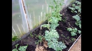 Арбузы выращивание.Арбузы в теплице. Как формировать арбузы в теплице. Как вырастить арбузы в Сибир