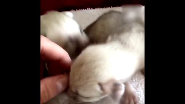 ВИДЕО ПРО ЛИС (ЛИСА УМОРИТЕЛЬНОЕ ВИДЕО) смотреть онлайн