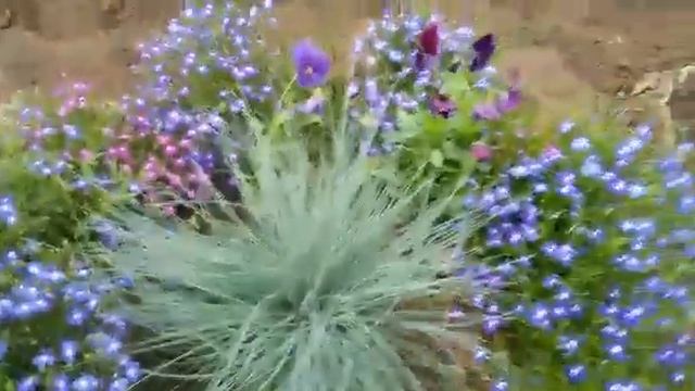 Моя любимая любелия)) смотреть онлайн