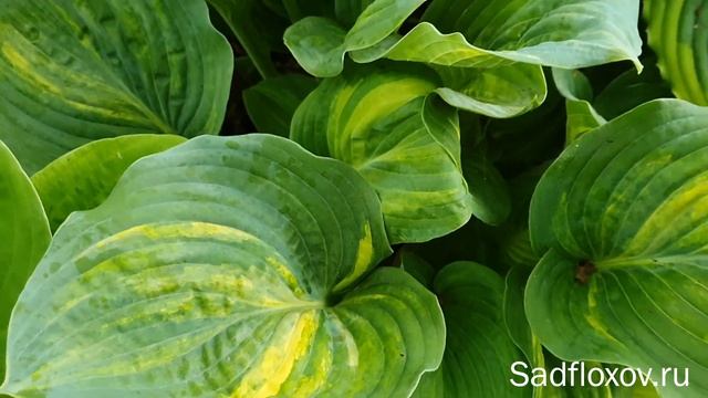 Дорогая, коллекционная хоста Велл Шейкед (Well Shaked), страйк окраски смотреть онлайн