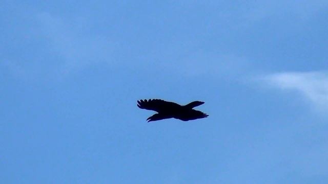 Лошади на горных вершинах Геленджика.mp4 смотреть онлайн