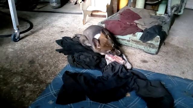 Лайка 2 мес. смотреть онлайн