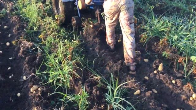 Уборка Картофеля сорт галанка смотреть онлайн