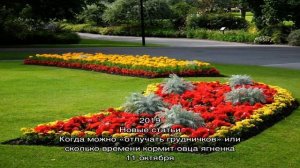 Выращиваем на участке календулу: особенности посадки рассады