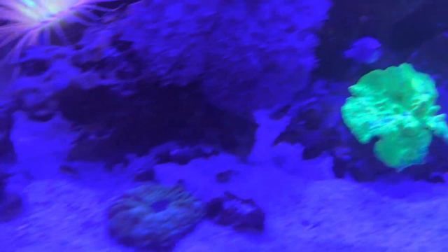 Lightning in my Flame Scallop!! смотреть онлайн
