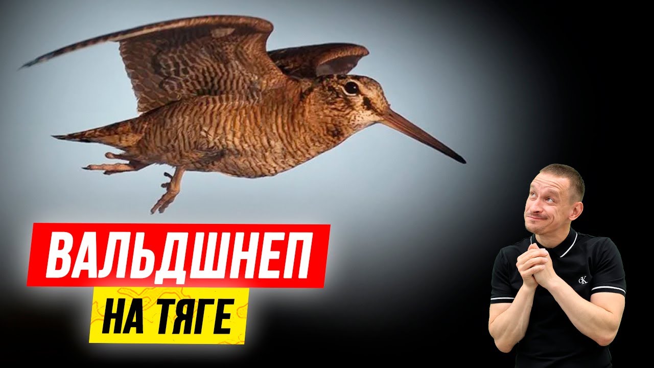 ВАЛЬДШНЕП на тяге весной 2022 | Весенняя охота смотреть онлайн