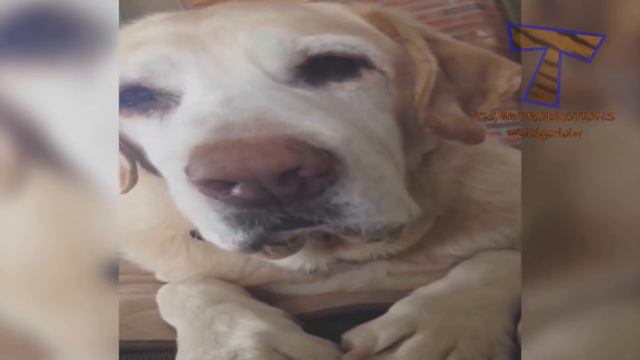 Nothing will make you laugh harder than funny animals - Funny animal compilation смотреть онлайн