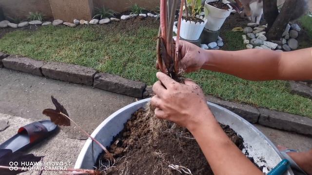 Propagating and repotting Alocasia Amazonica смотреть онлайн