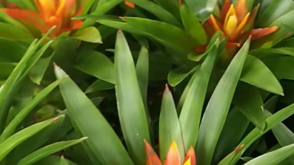 Guzmania