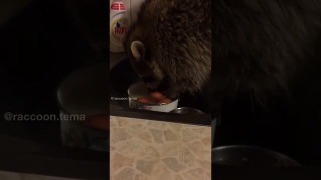 Енот Тема ворует яйцо смотреть онлайн