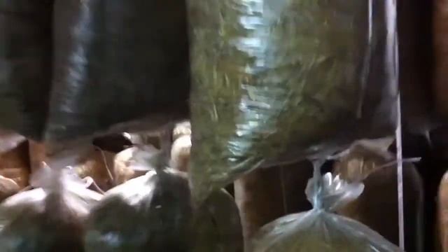 размножение грибы вешенка / multiply oyster mushrooms #17 смотреть онлайн
