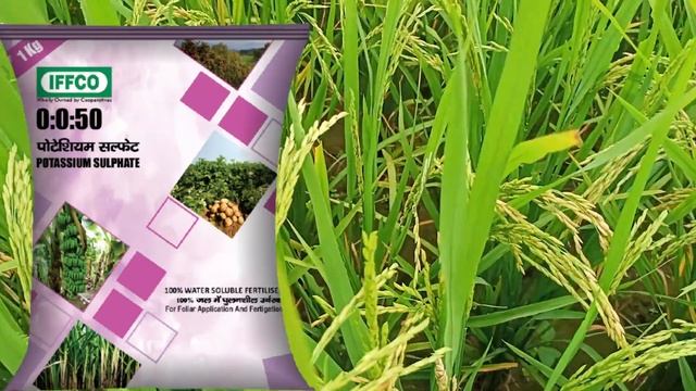 धान में NPK 0 0 50 का स्प्रे कब | time & dose of npk 0 0 50 & npk 0 52 34 at flowering | paddy spra смотреть онлайн