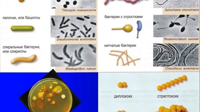 Бактерии (строение, размножение, типы питания) смотреть онлайн