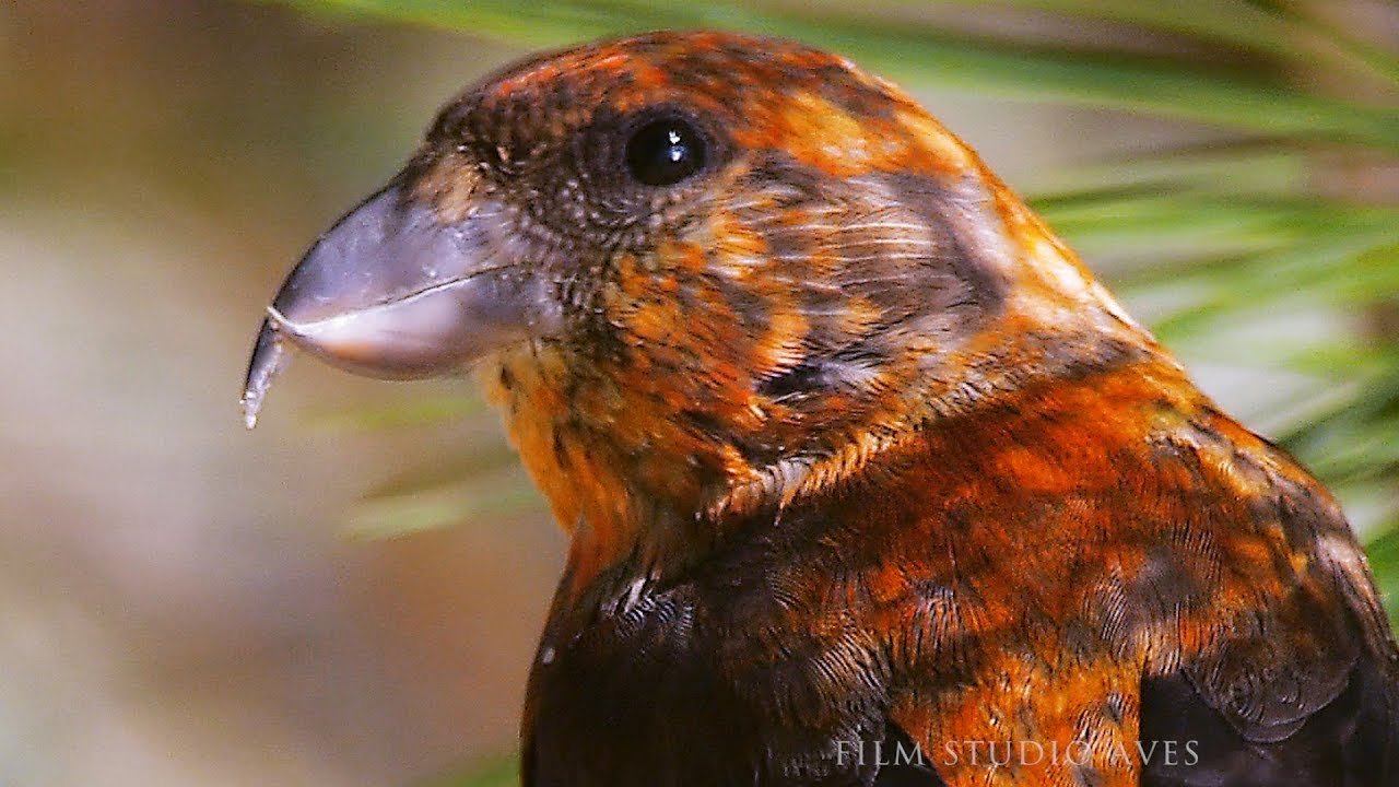 Клёст-еловик (Loxia curvirostra) Common Crossbill - в поисках гастролитов | Film Studio Aves смотреть онлайн