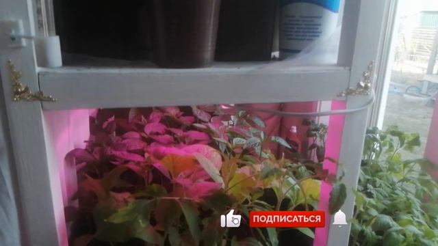 Рост рассады под фитолампами смотреть онлайн