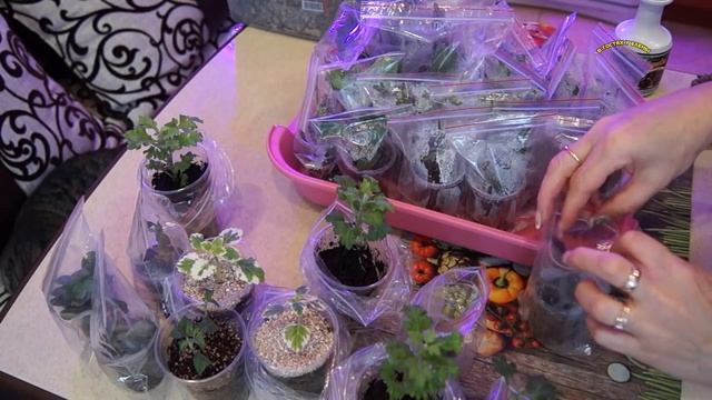 РАЗМНОЖЕНИЕ ХРИЗАНТЕМ ЧЕРЕНКОВАНИЕ ИЗ БУКЕТА.ПРОВЕРЕННЫЙ СПОСОБ. ВЕРМИКУЛИТ. КОКОСОВЫЙ СУБСТРАТ. смотреть онлайн