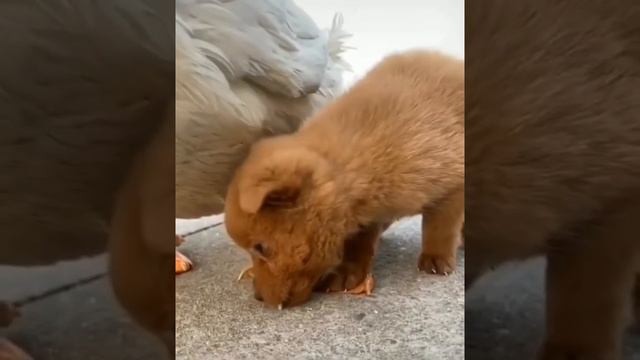 O‘rdak va kuchukcha dostlashdi Duck puppy Щенок утки смотреть онлайн